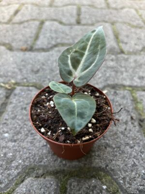 Anthurium Magnificum x (Zara x Michelle)