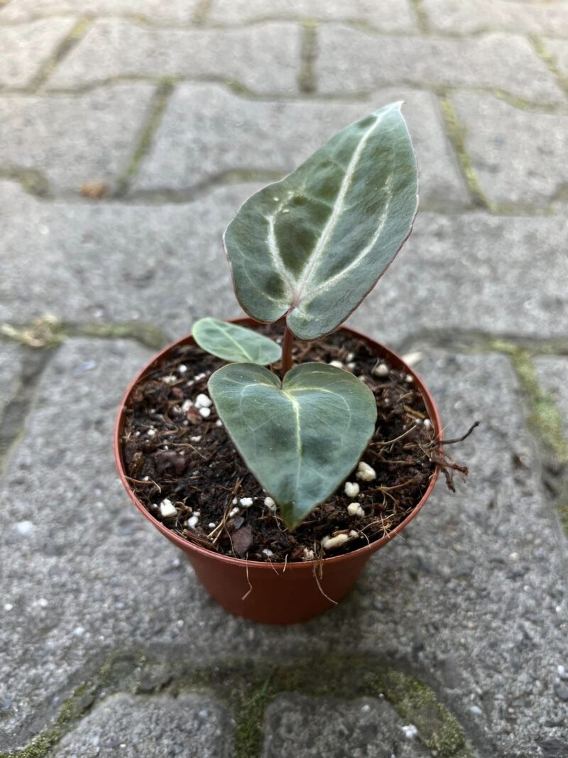 Anthurium Magnificum x (Zara x Michelle)
