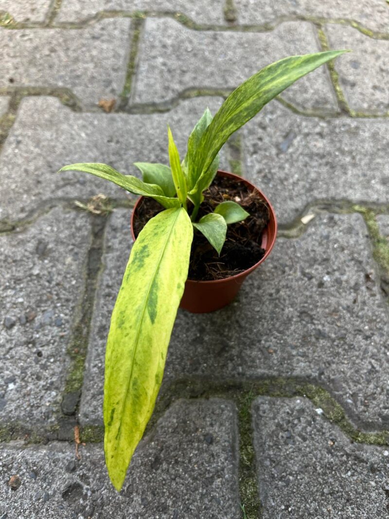 Anthurium Vittaliflorum Variegata