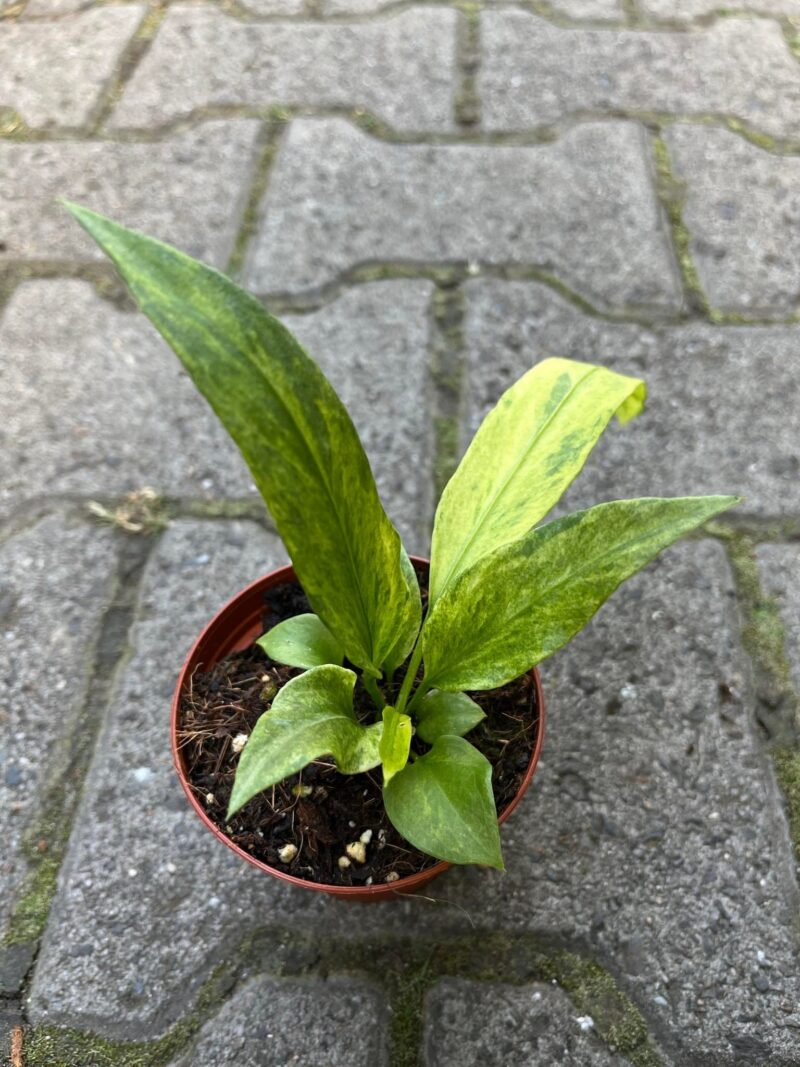 Anthurium Vittaliflorum Variegata