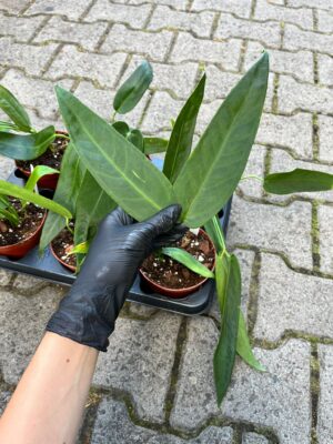 Anthurium Warocqueanum Esmeralda