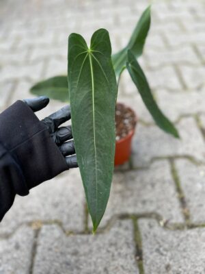 Anthurium Warocqueanum Esmeralda