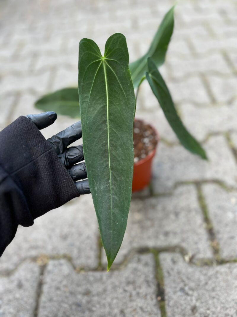 Anthurium Warocqueanum Esmeralda