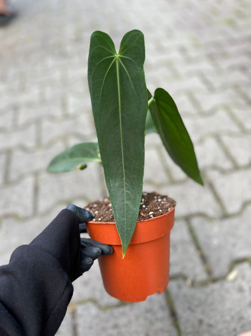Anthurium Warocqueanum Esmeralda