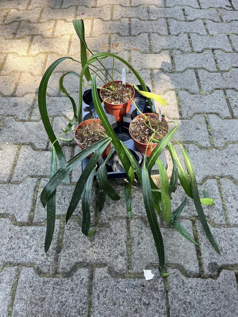 Anthurium Friedrichsthalli