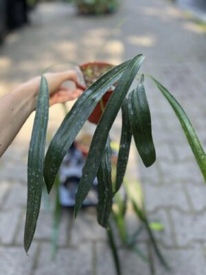 Anthurium Friedrichsthalli