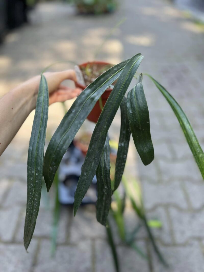 Anthurium Friedrichsthalli Anthurium Friedrichsthalli