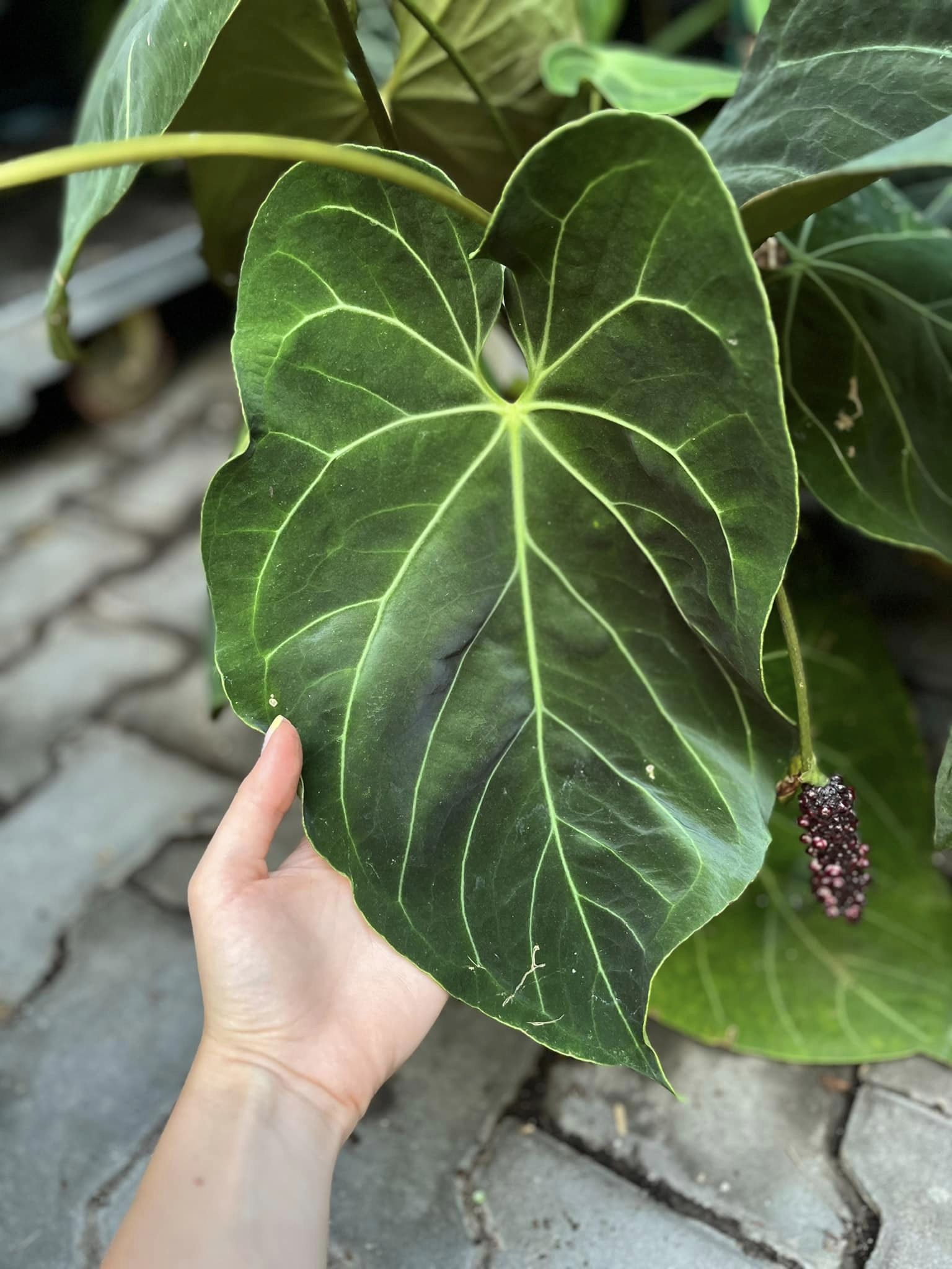 Anthurium KOS x Papillaminium X Nasionko - Centrum Ogrodnicze Silesia