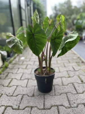 Colocasia Madeira Star