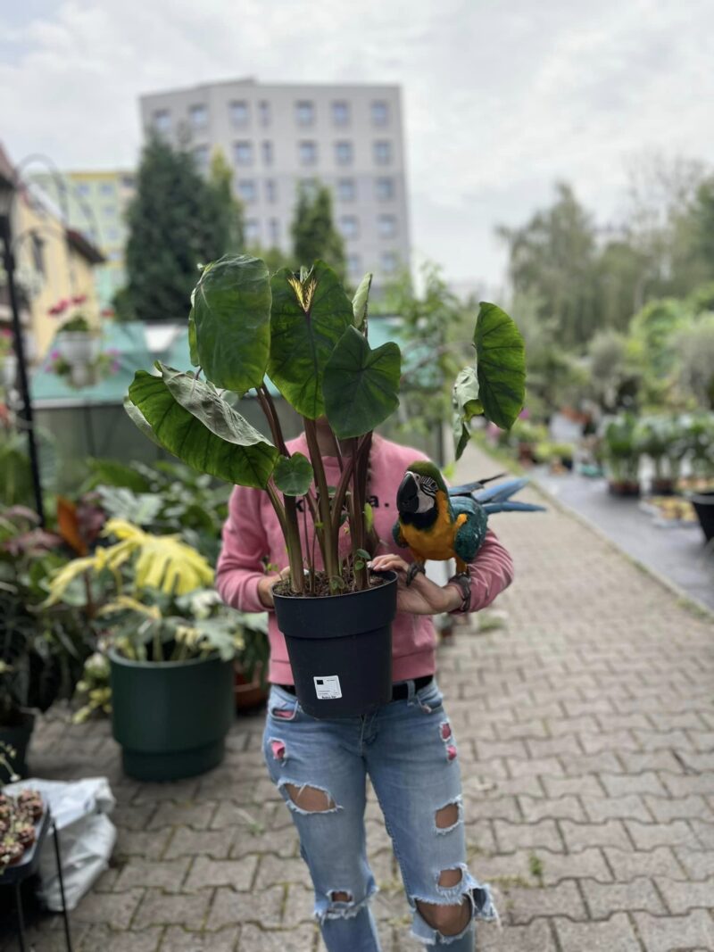Colocasia Madeira Star