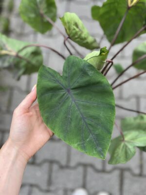 Colocasia Madeira Star