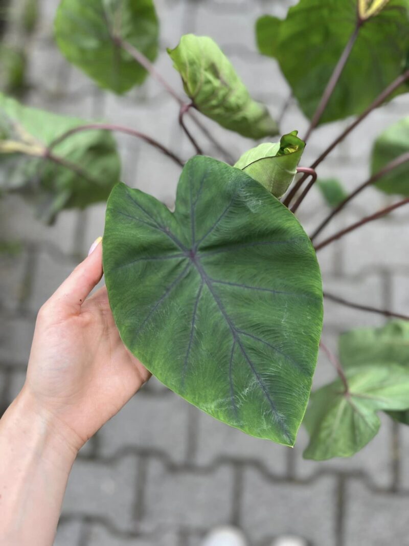Colocasia Madeira Star