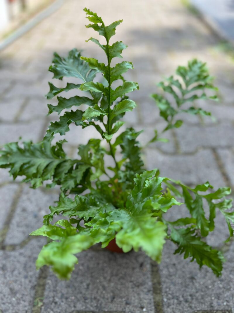 microsorum punctatum dragon’s wing