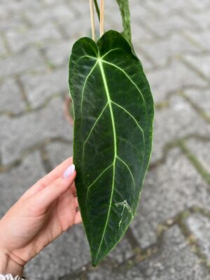 Anthurium Warocqueanum x Magnificum