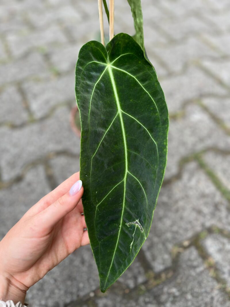 Anthurium Warocqueanum x Magnificum