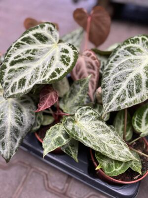 Anthurium Silver Blush Mint Variegata