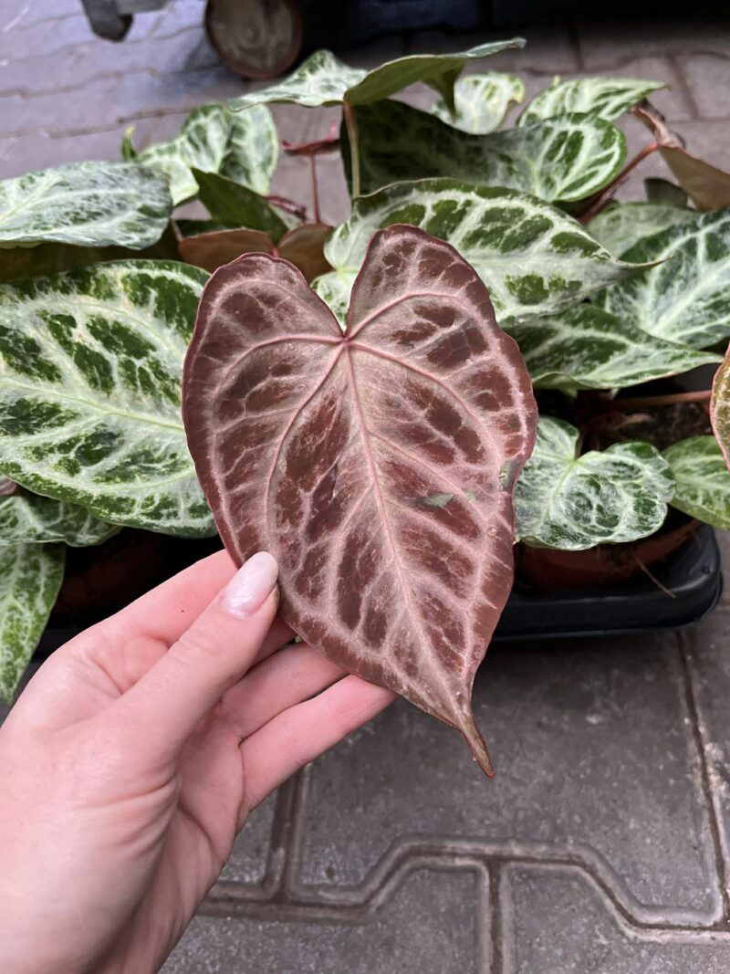 Anthurium Silver Blush Mint Variegata