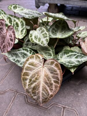 Anthurium Silver Blush Mint Variegata