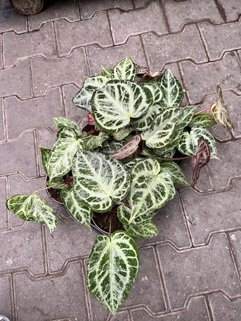 Anthurium Silver Blush Mint Variegata