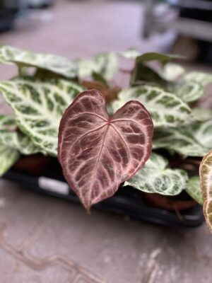 Anthurium Silver Blush Mint Variegata