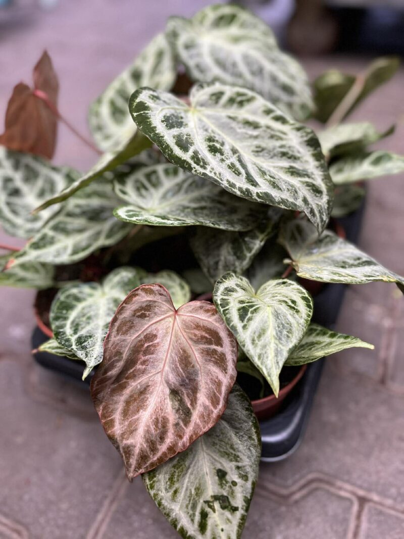 Anthurium Silver Blush Mint Variegata