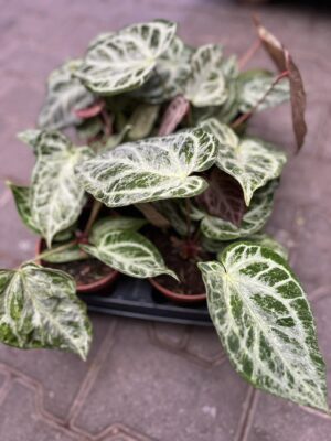Anthurium Silver Blush Mint Variegata