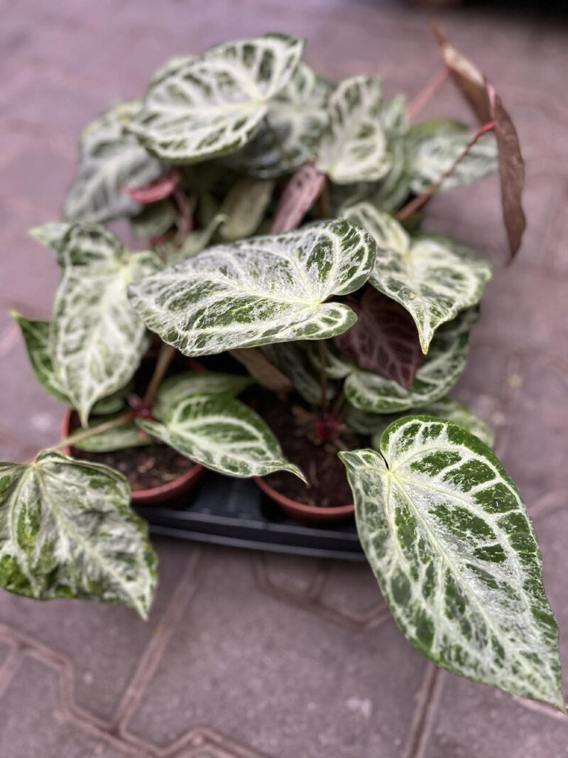 Anthurium Silver Blush Mint Variegata