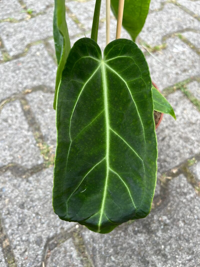 Anthurium Warocqueanum x Magnificum