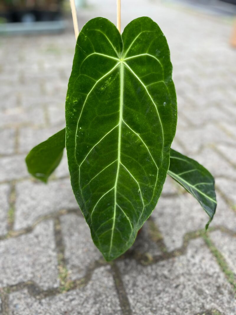 Anthurium Warocqueanum x Magnificum
