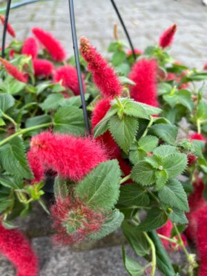 Pokrzywiec Szorstkowłosy (Acalypha Hispida)