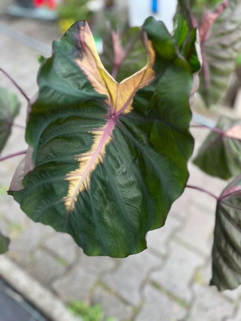 Colocasia Madeira Star