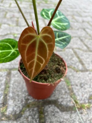 Anthurium Crystallinum x Regale