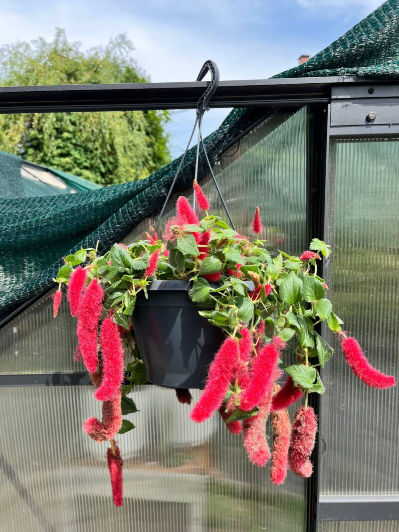 Pokrzywiec Szorstkowłosy (Acalypha Hispida)