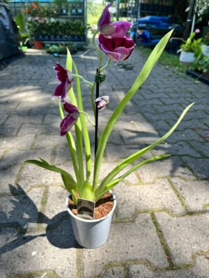 Miltonia Orchid | Storczyk