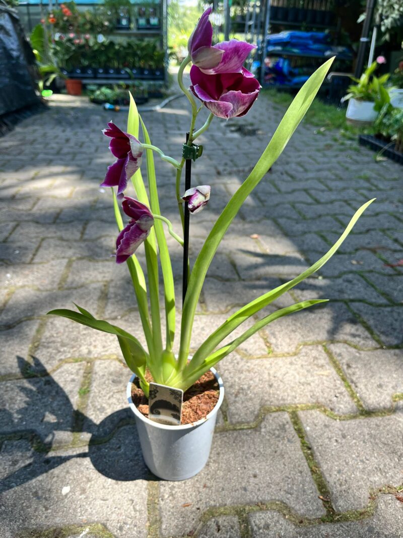 Miltonia Orchid | Storczyk