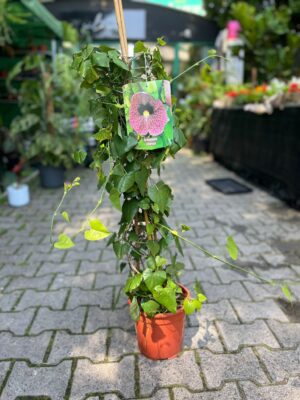 Aristolochia Littoralis
