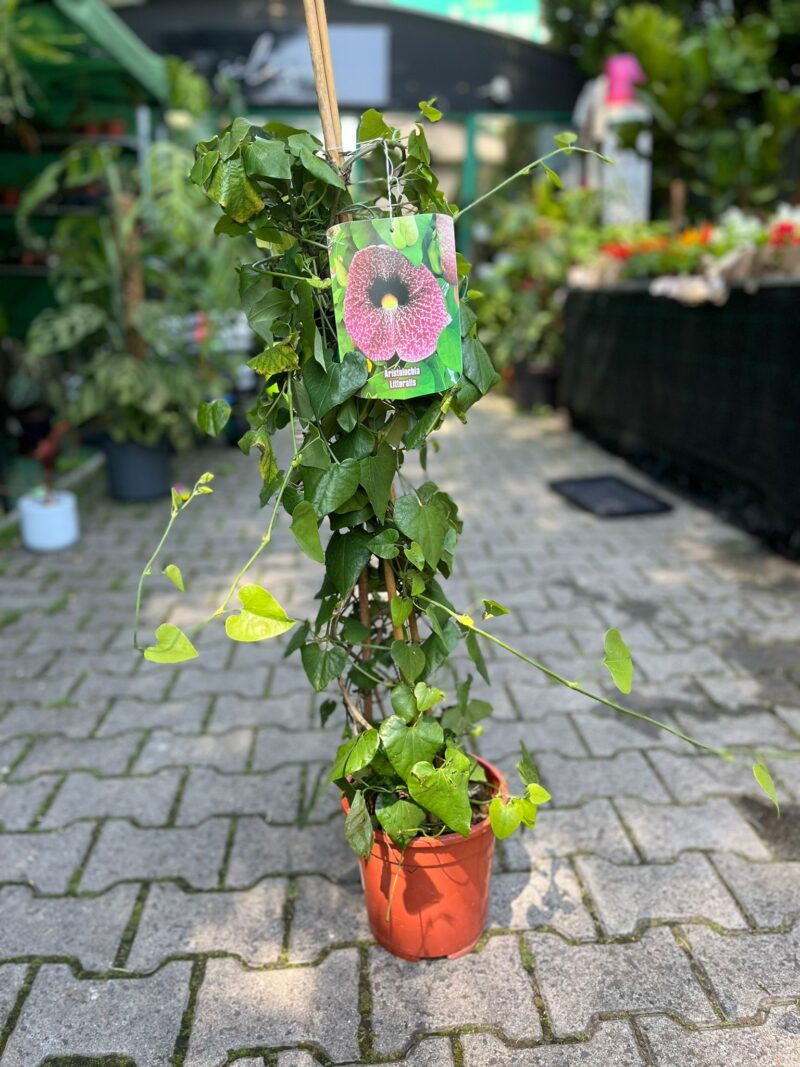 Aristolochia Littoralis