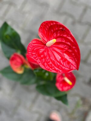 Anthurium ‘Madural’ czerwone kwiaty