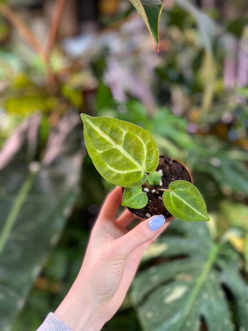 Anthurium Magnificum x (Zara x Michelle)