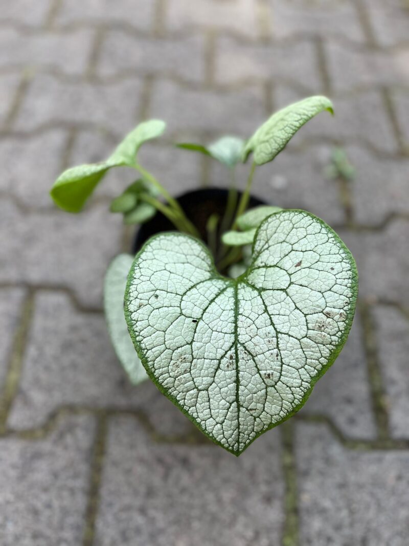 BRUNNERA MACROPHYLLA SILVER HEART BRUNNERA WIELKOLISTNA