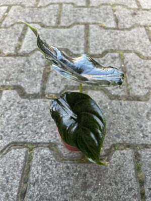 Alocasia ‘Green Unicorn’ Azlanii x Dragon Scale