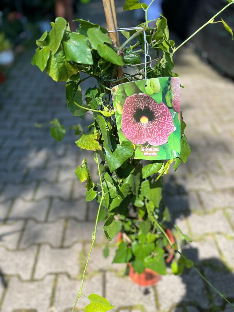 Aristolochia Littoralis