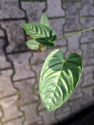 Anthurium Recavum