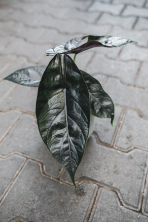 Alocasia ‘Green Unicorn’ Azlanii x Dragon Scale