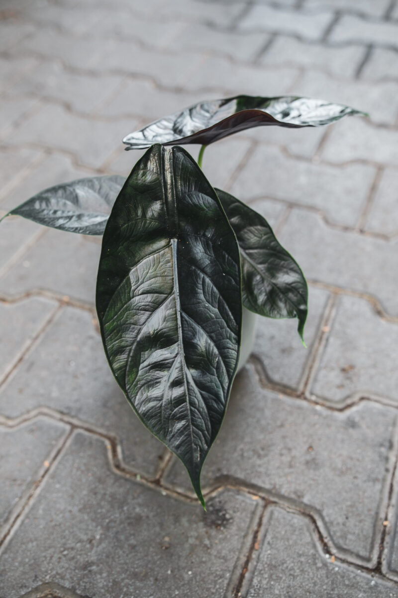 Alocasia ‘Green Unicorn’ Azlanii x Dragon Scale
