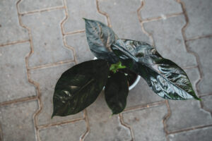 Alocasia ‘Green Unicorn’ Azlanii x Dragon Scale