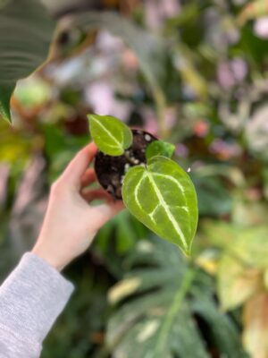Anthurium Magnificum x (Zara x Michelle)