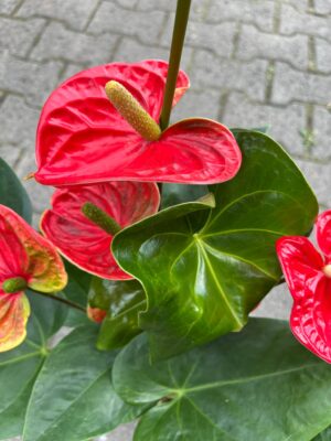 Anthurium ‘Madural’ czerwone kwiaty