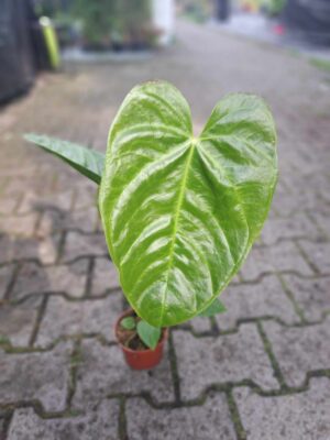 Anthurium Recavum
