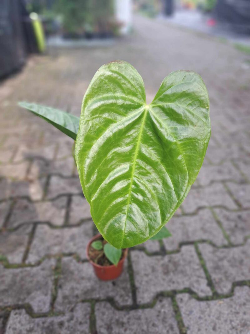 Anthurium Recavum